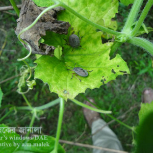 ঝিঙ্গার স্কোয়াশ বাগ পোকা